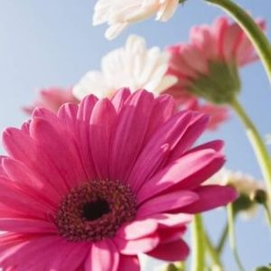 Meet your Posher, Leidy